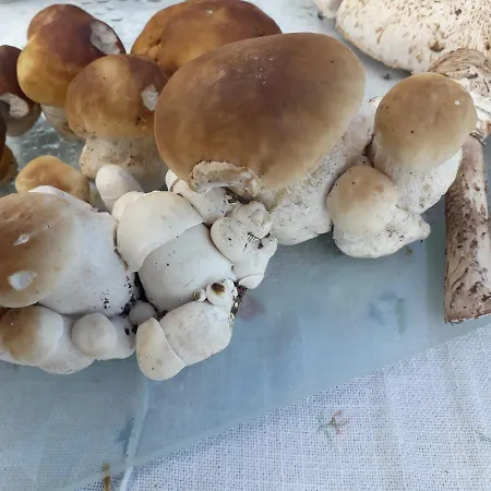 Πάρκο διακοπών Garsoniera Sowa