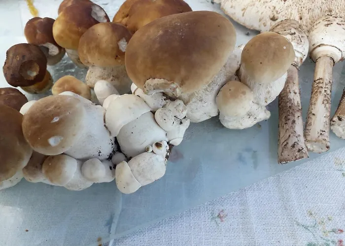 Parco vacanze Garsoniera Sowa